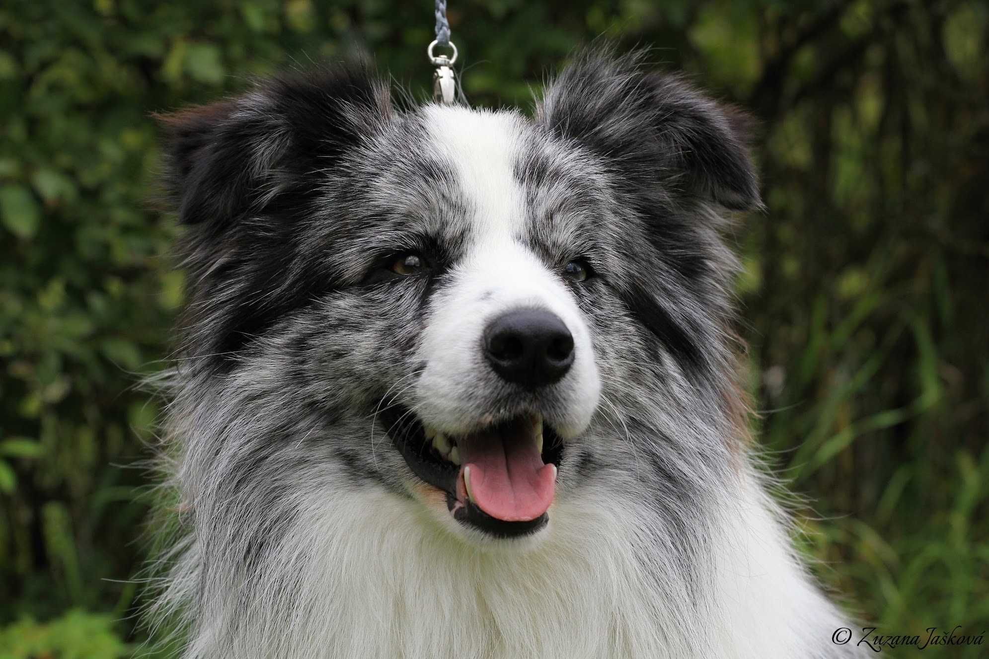 Border Collie ZKwP/FCI - piesek czarno-biały