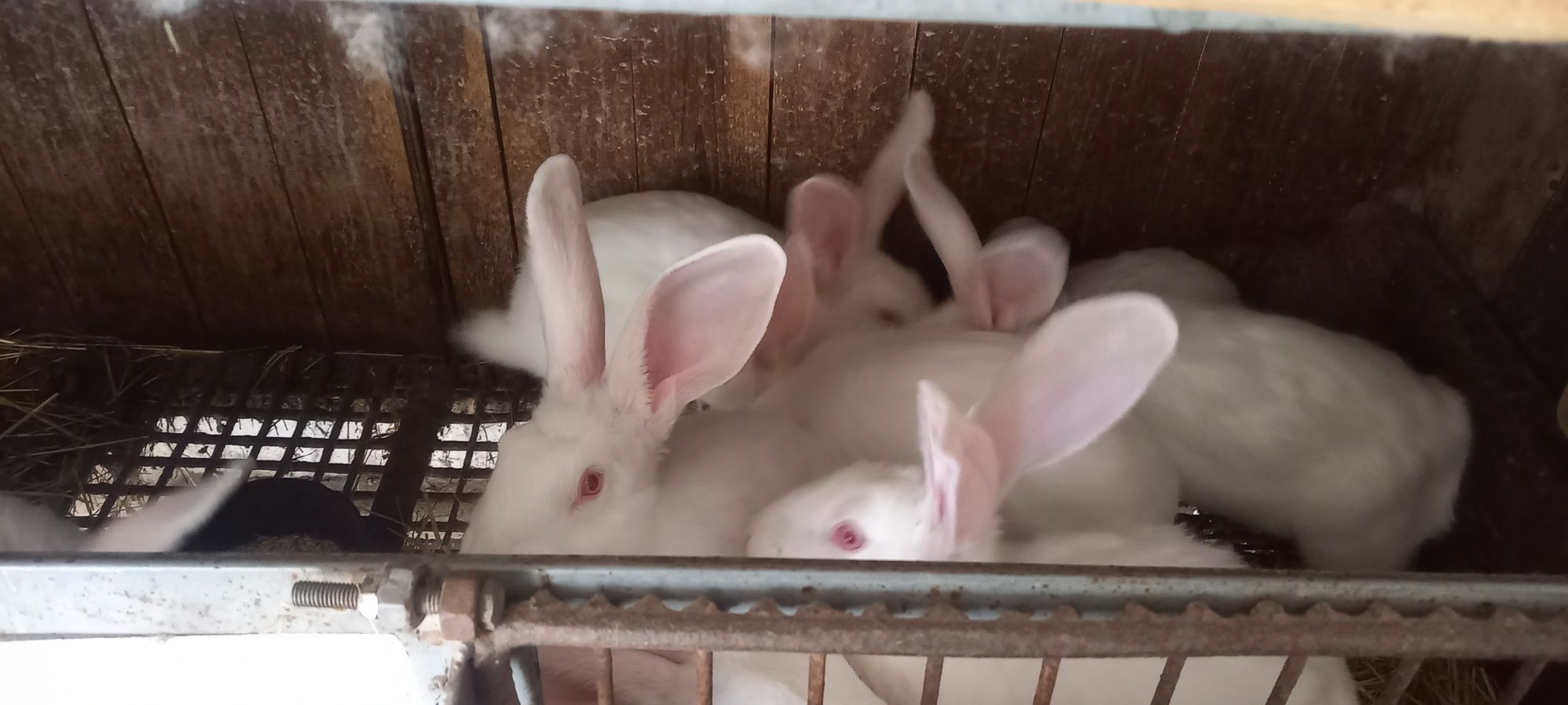Кролики 6 місяців пів року