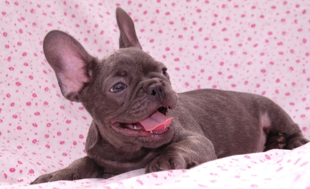 Франики ждут Вас