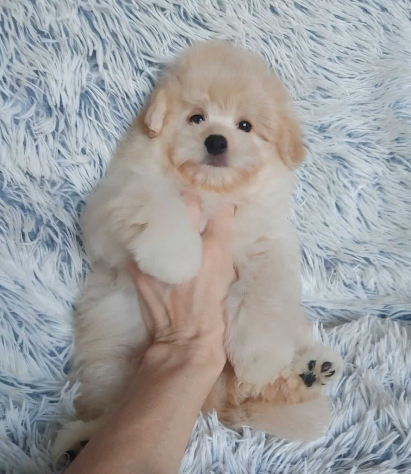 Мальтипушный плюшечка и непоседа. Красивый щеночек-мальчишка Poo+Pom