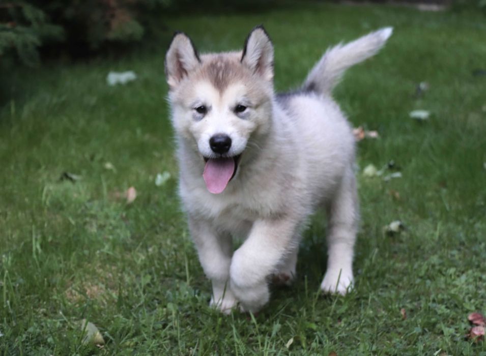 Alaskan Malamute piesek szczeniak NANU