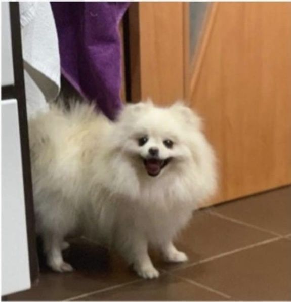 Super piekna dziewczinka. Pomeranian