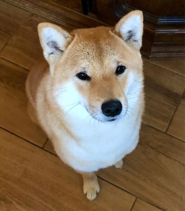 Shiba Inu, sunia TĘCZA Rajsobie(FCI).