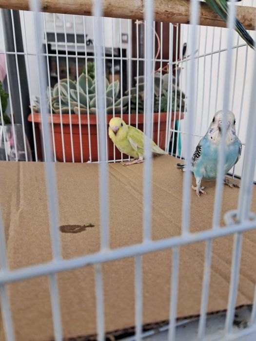 Cedência de periquitos