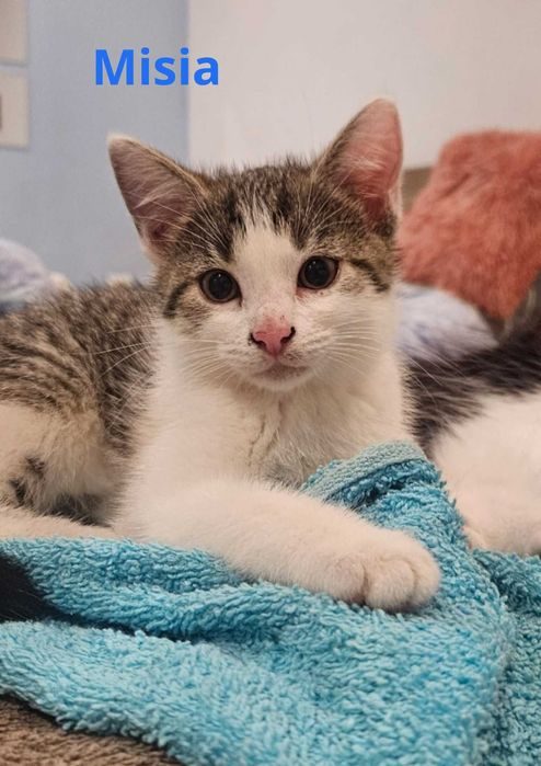 Oddam za darmo trzy urocze kotki :)