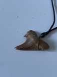 Colar de fóssil real de dente de tubarão