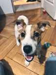 Jack Russell Terrier szuka kochającego domu!