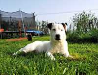 Jack Russell Terrier piesek rodowód