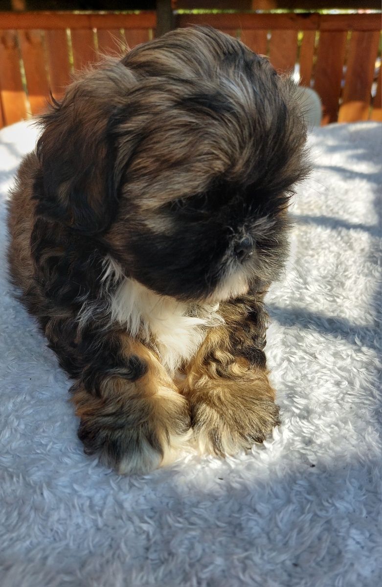 Shih-tzu chlopiec