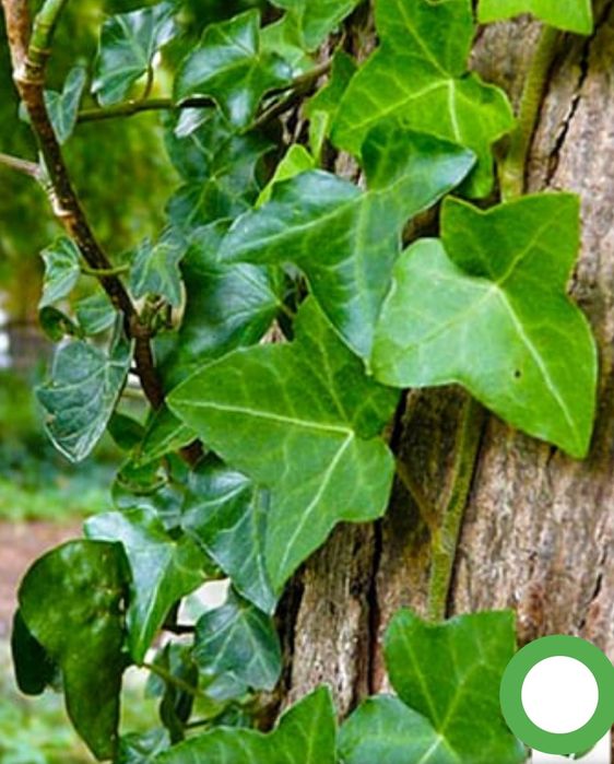 Плющ вечнозелёный декоративный