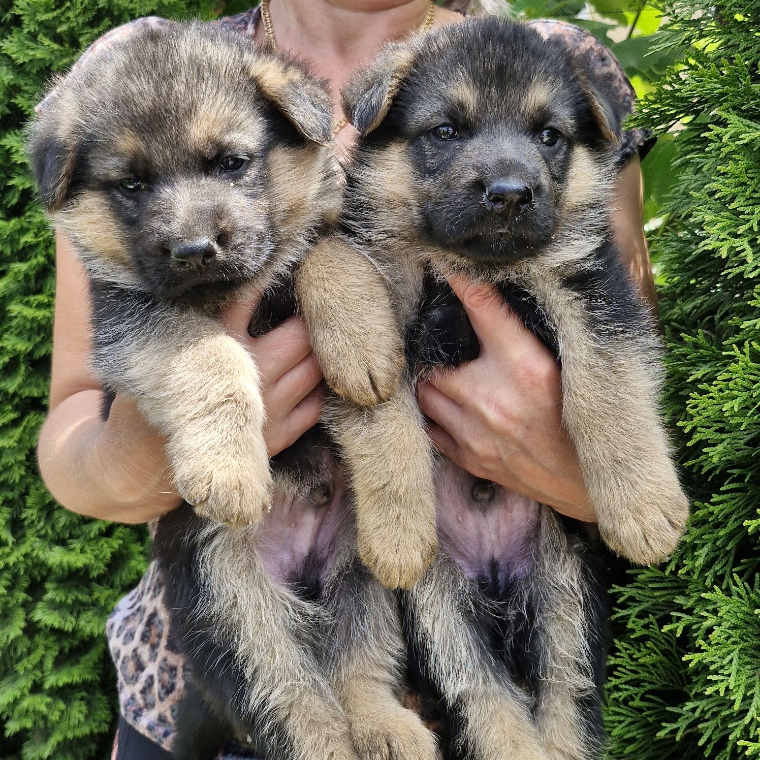Цуцики німецької вівчарки.