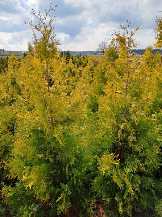 Thuja Europe Gold,Brabant,Kornik