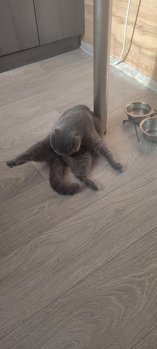 Висловуха шотландка на розведення