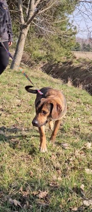 Nala w typie posokowca szuka domu