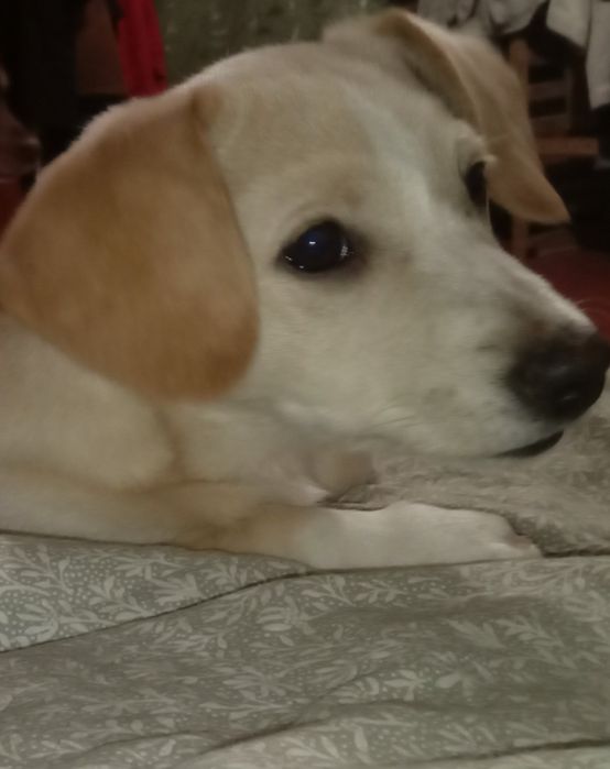 Віддам у добрі , турботливі руки