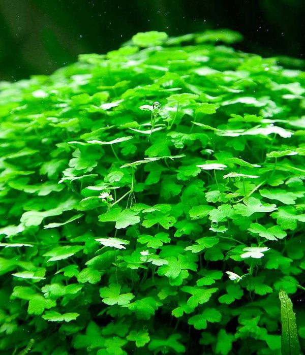Гидрокотила трипартита. Рослини для акваріума