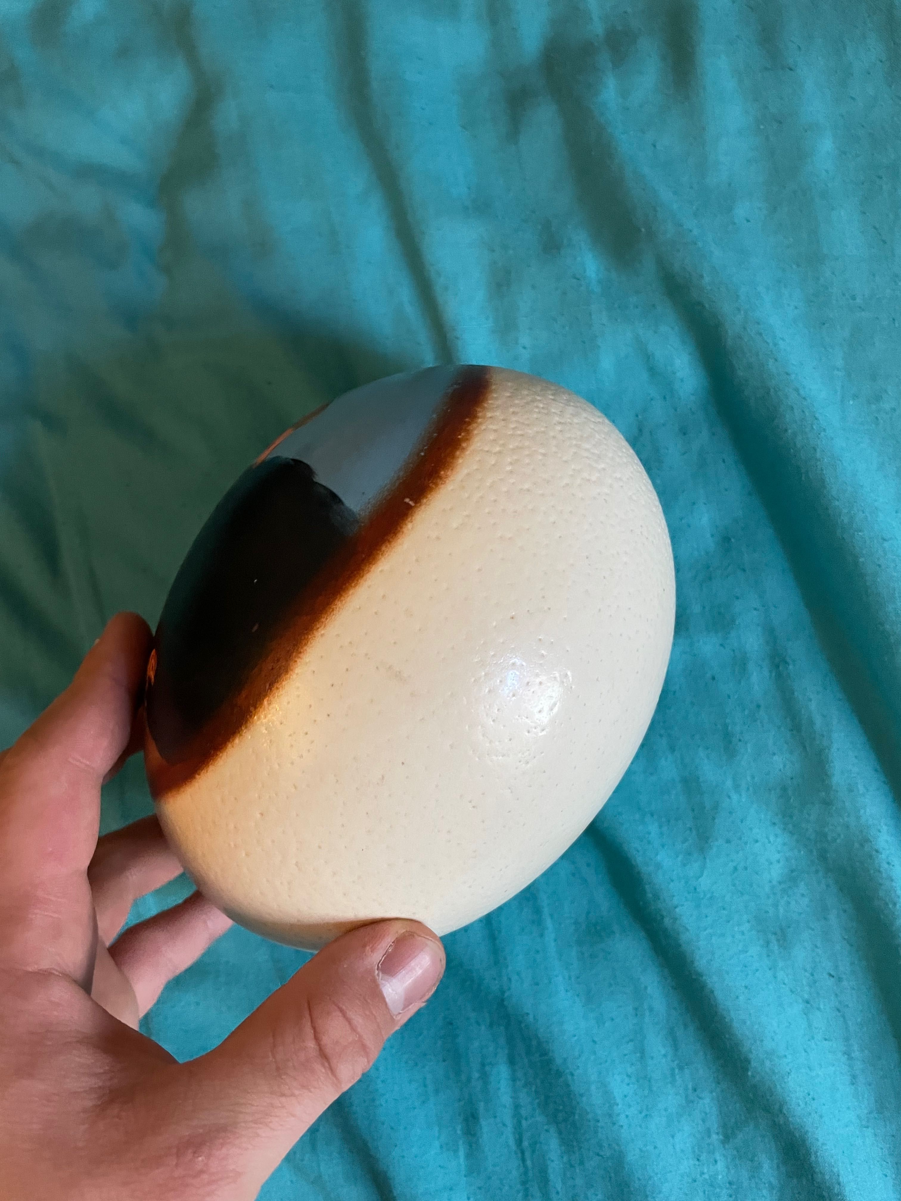 Страусиное яйцо пустое сувенир