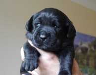 Labrador retriever - czarny / biszkoptowy szczeniaczek