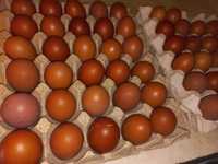 Інкубаційне яйце курей породи Маран