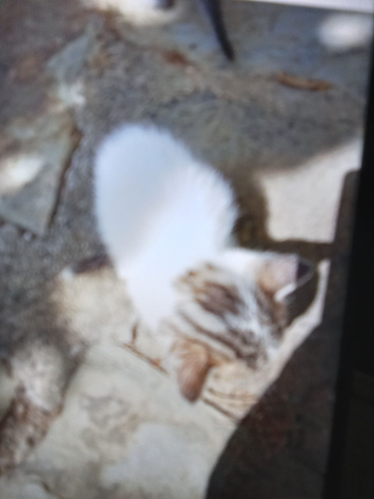 Gatinhos de um mês