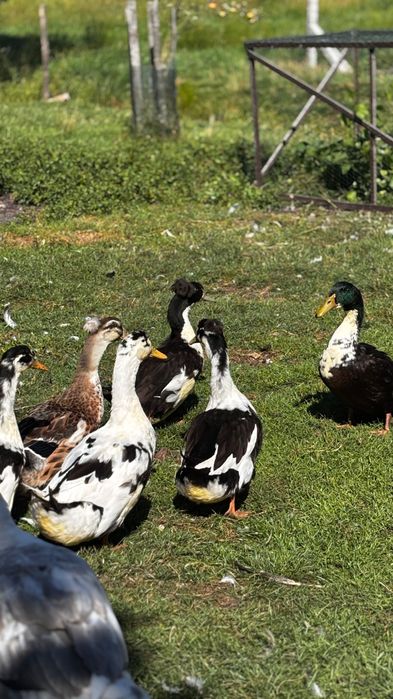 Sprzedam Kaczki ekologiczne