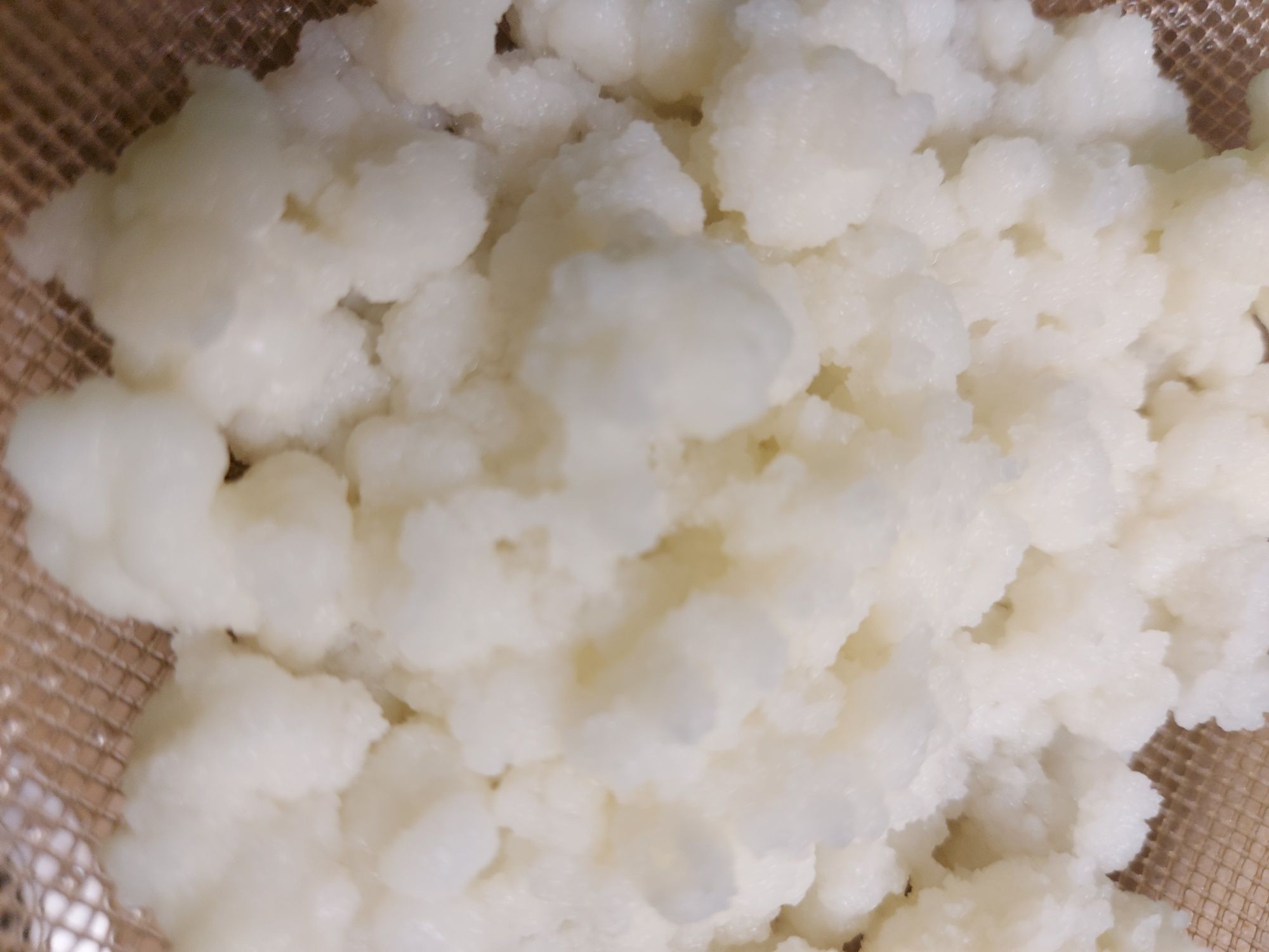 Grzybek tybetański naturalny probiotyk