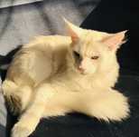 Kocurek Maine coon  opcaj Hodowlana FPL