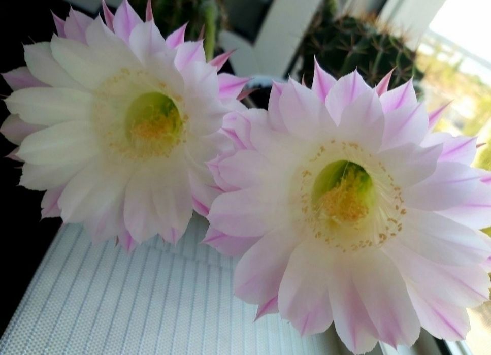 Єхінопсис кактус