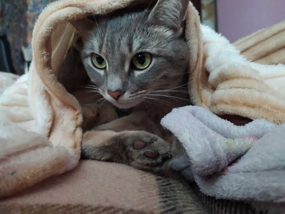 Апостолове загубилася кішка вул. Рекордна