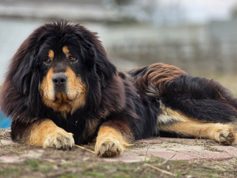 Тибетский мастиф