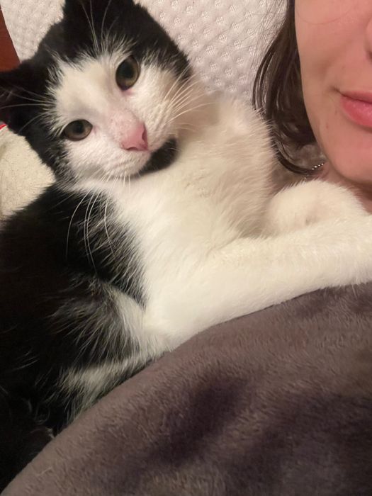 Віддам котика в добрі руки