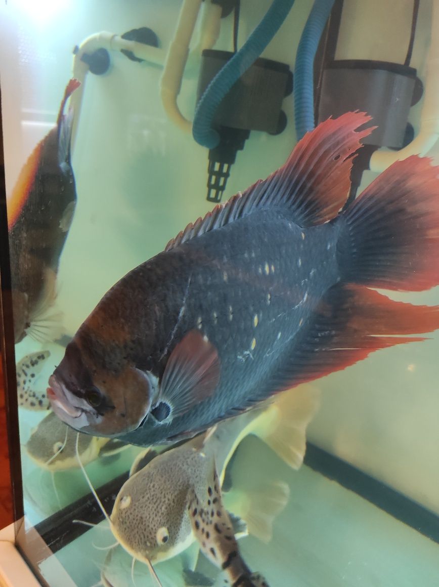 Gourami red tail 45 cn
