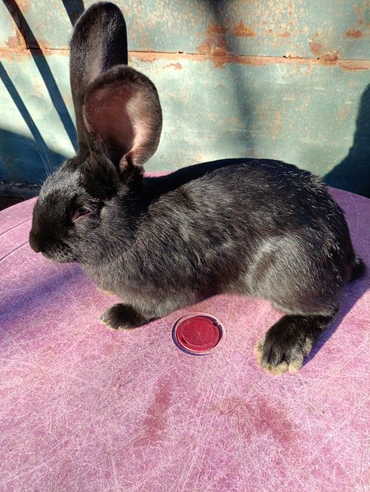 Продам кролі різного віку.