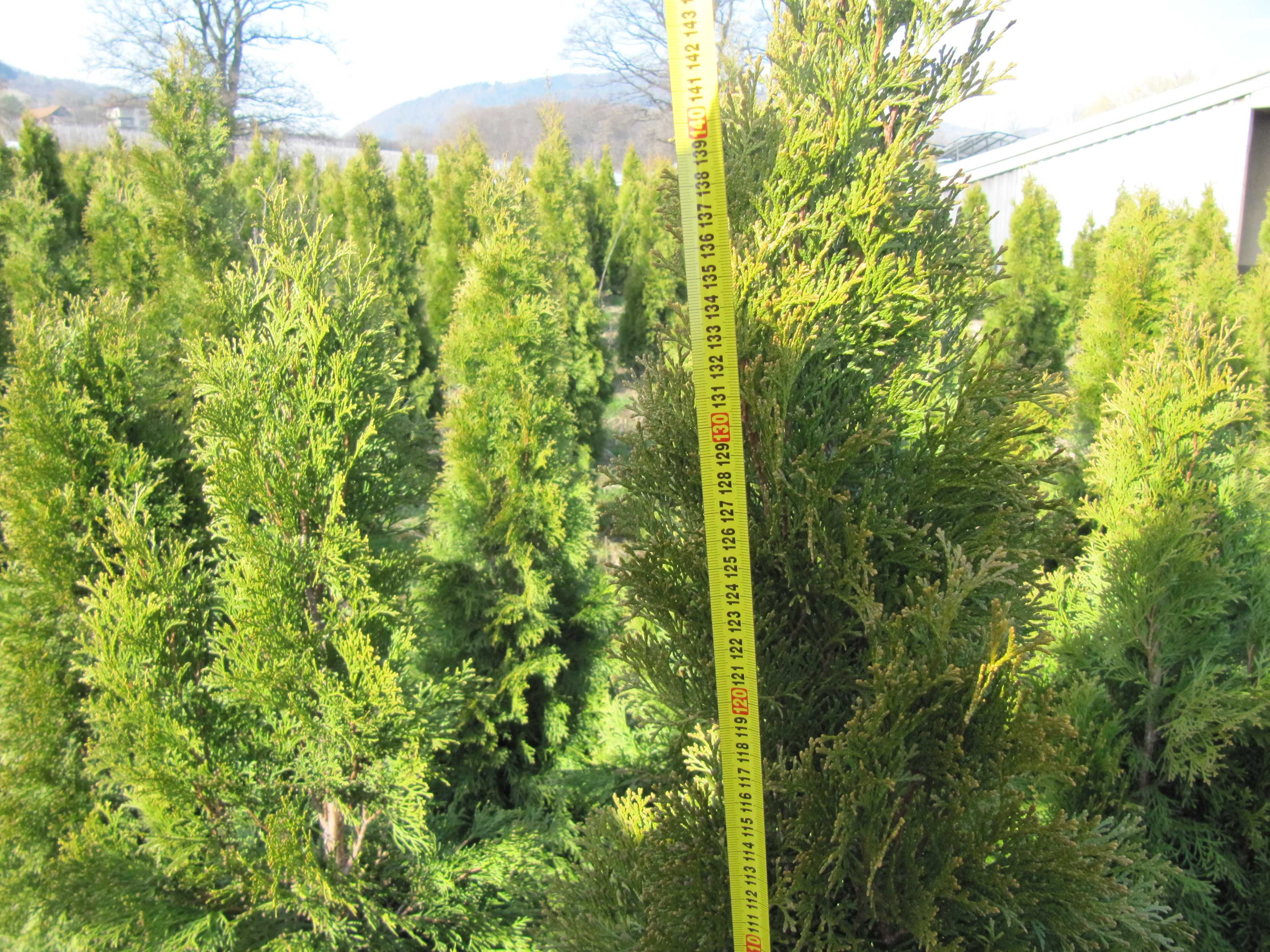 Tuja Szmaragd 60–240 cm ( WYPRZEDAŻ ) rabat nawet do - 50%