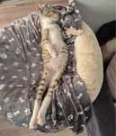 Do adopcji kocia dama
