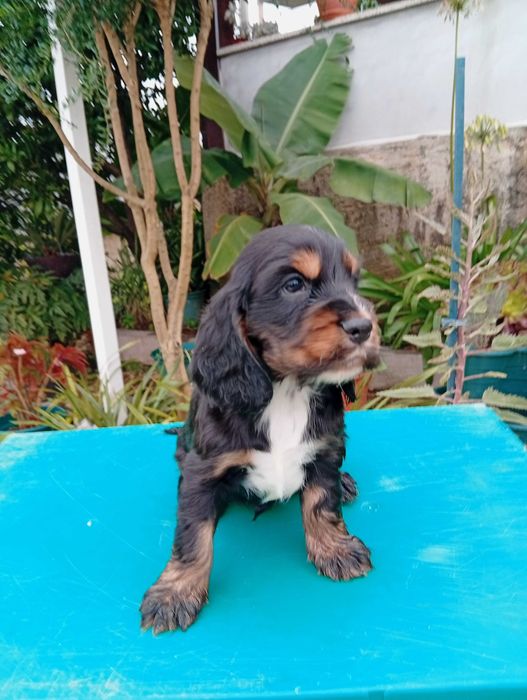 Coocker spaniel inglês