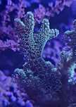 Koralowiec Seriatopora caliendrum akwarium morskie