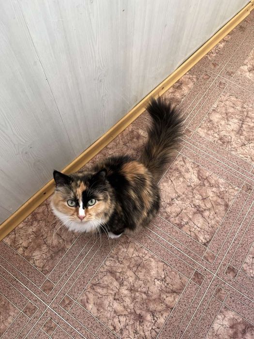 Шикарная трехцветная девочка в добрые руки!