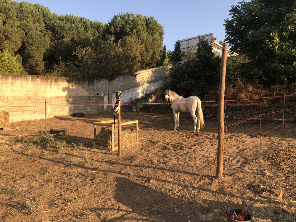 Paddocks para cavalos