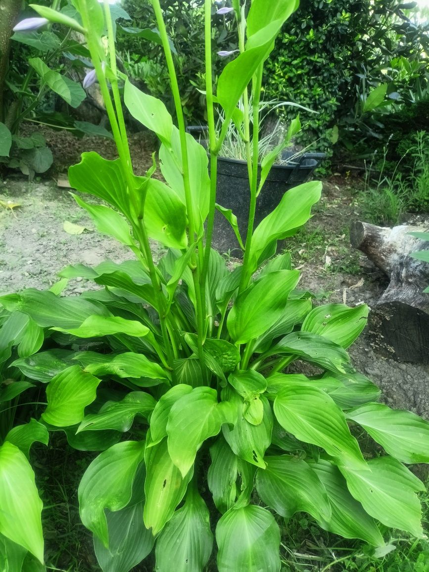 Hosta (funkia) zielona