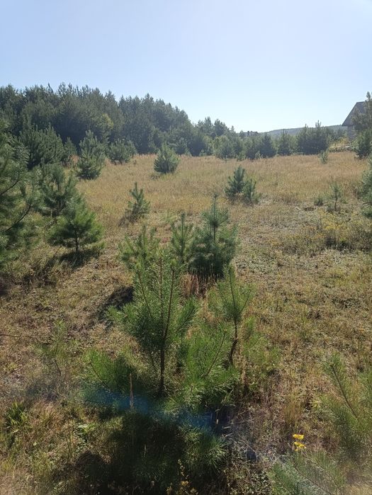 Земельна ділянка під забудову 25 арів,Потелич (Ниви)