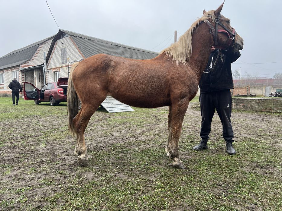 Продам рабочую лошадь
