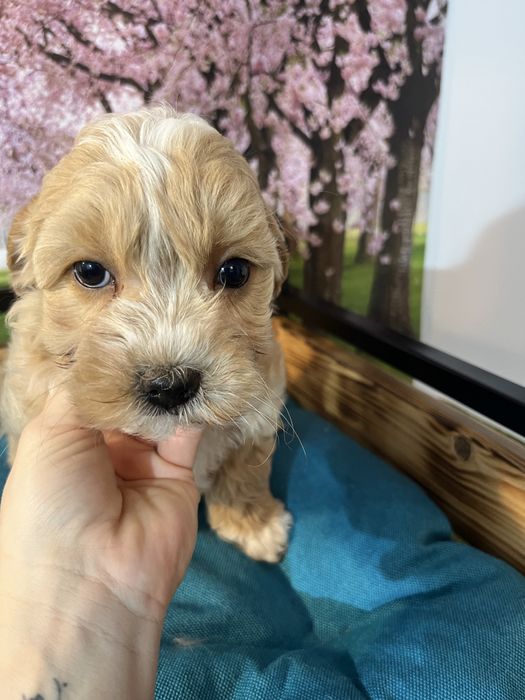 Maltipoo piesek f1