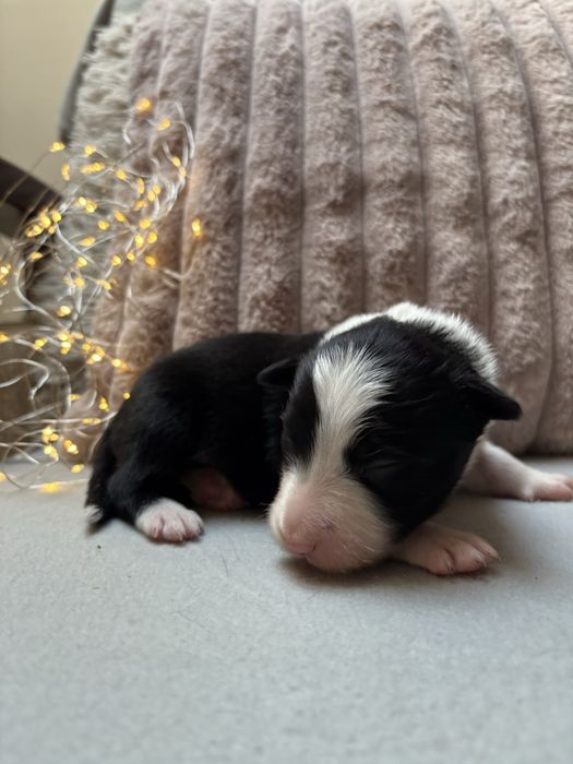 Szczeniak border collie czarno-biały (z bad. genetycznymi i rodowodem)