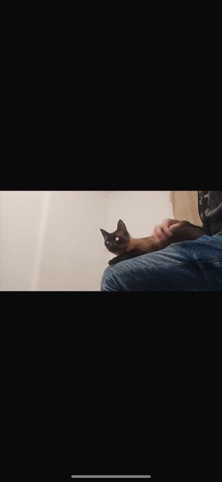 Doação de Gatinho