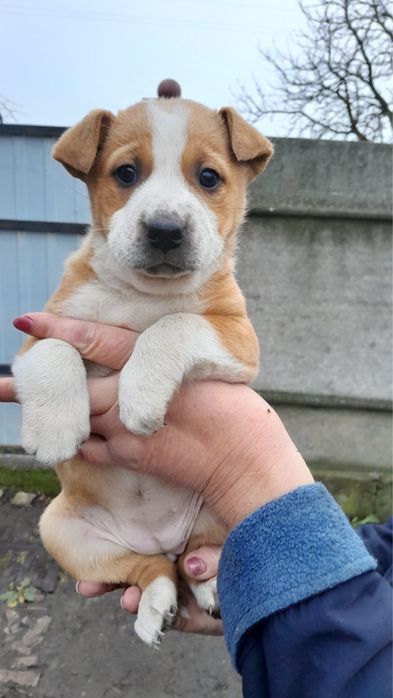 Віддамо дівчинку помісь шарпей з дворнягою