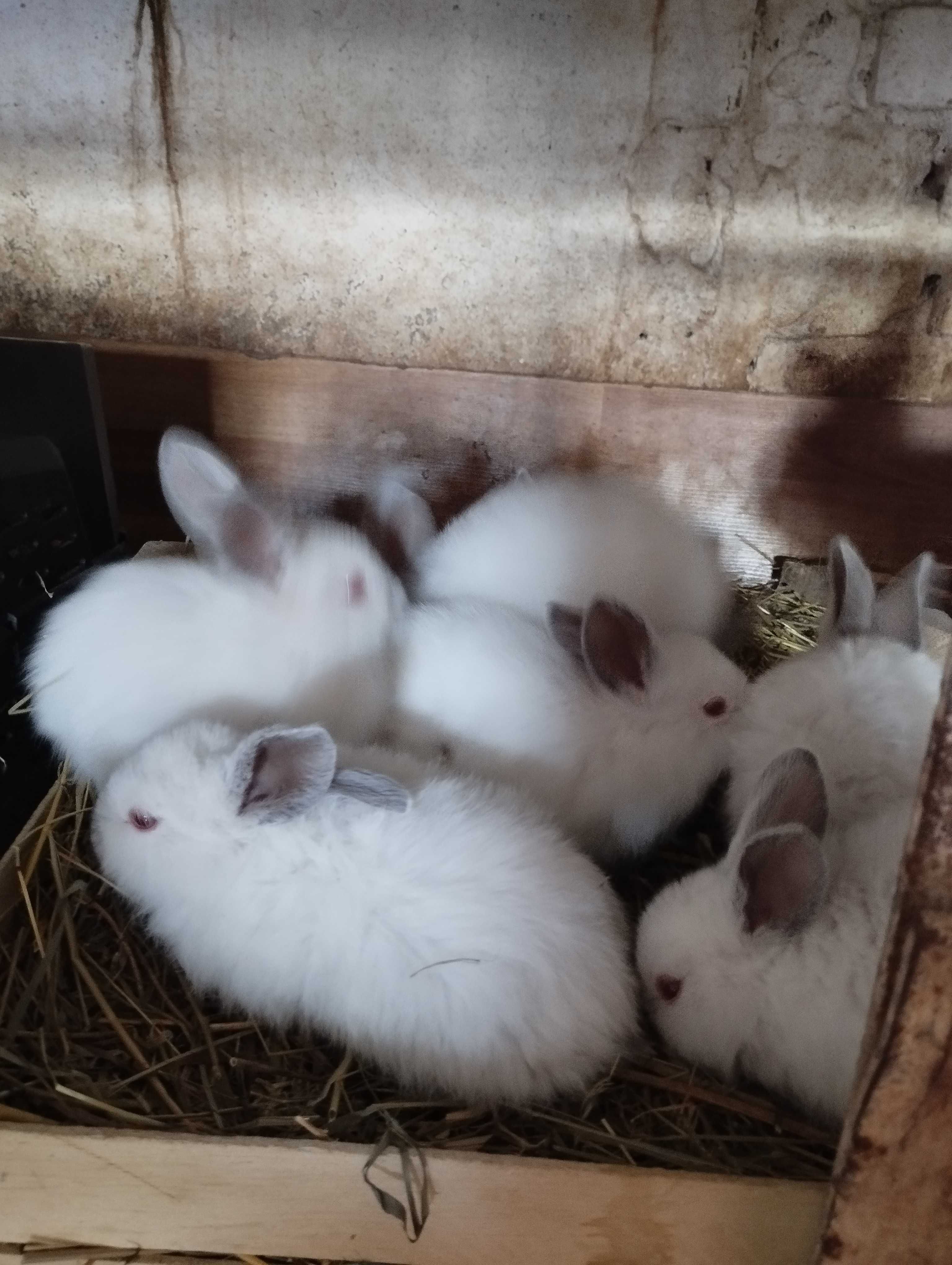 Кролики маленькі
