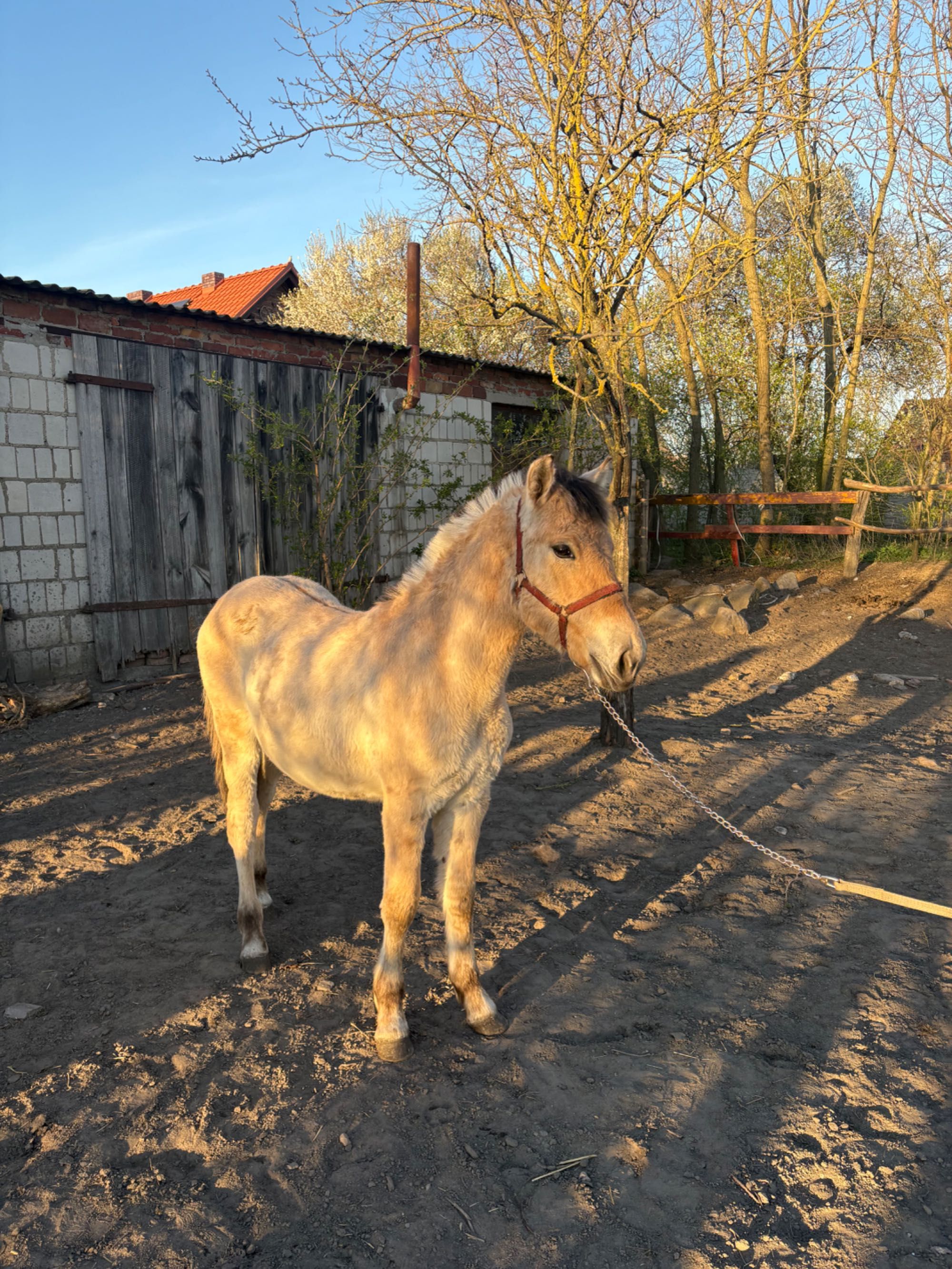 Sprzedam ogierka Fiord, rasy fiordzkiej