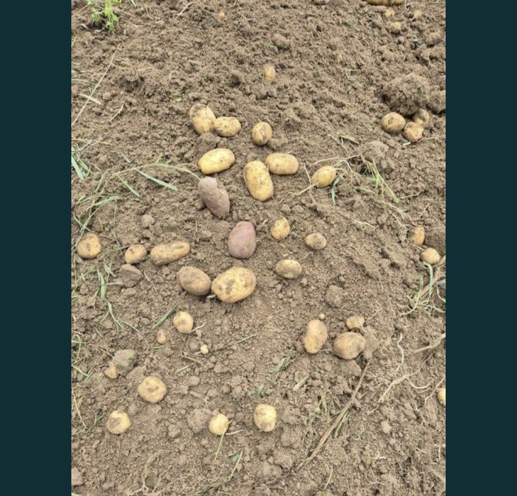 Картопля домашня є і насінева.