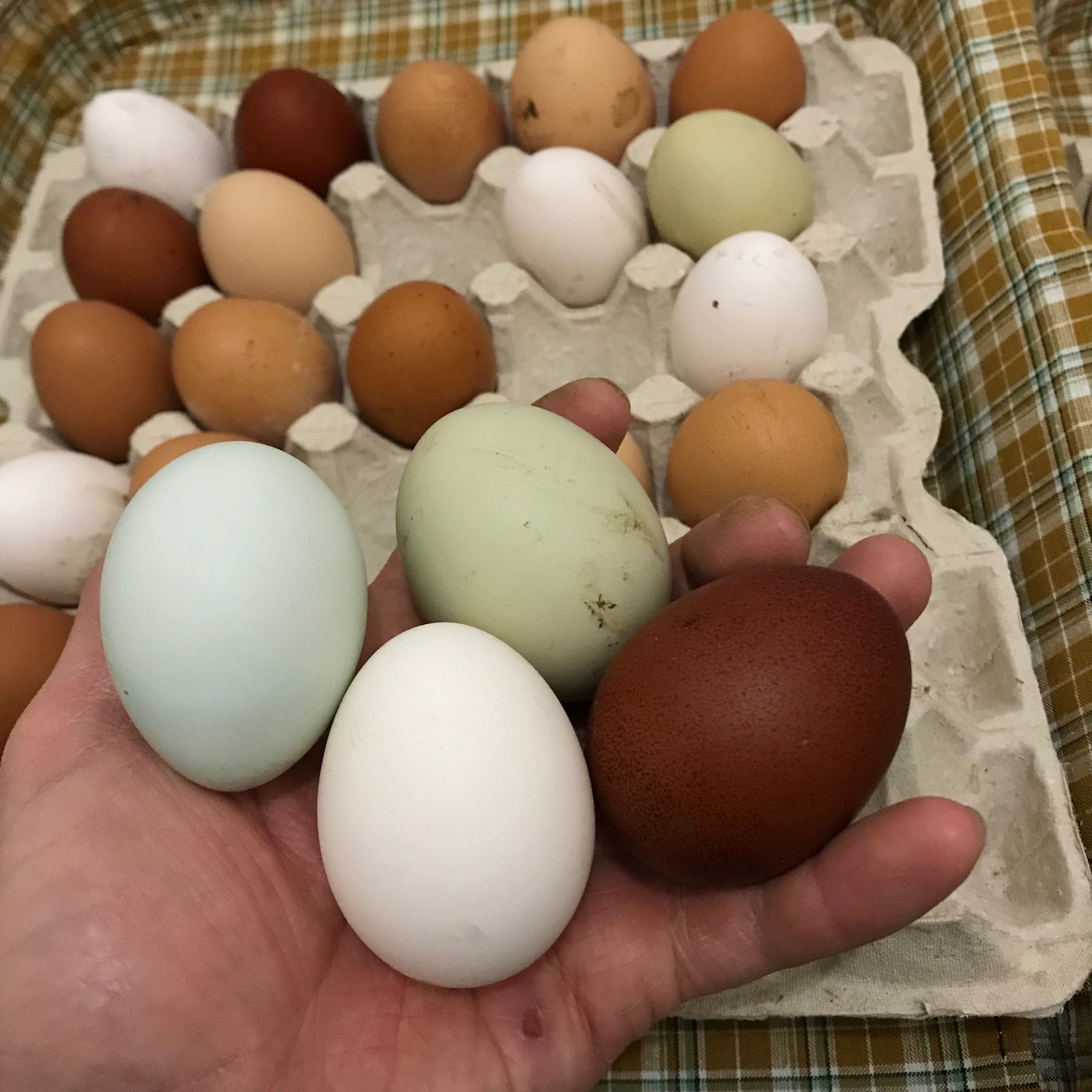 яйця Маран,Амераукана-змішана порода. ІЯ кольорова палітра